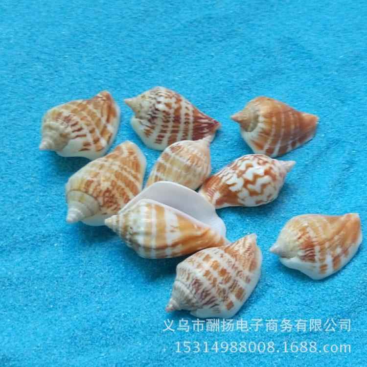 口天然小工凤凰螺 白海螺壳鱼缸造景装贝饰贝壳艺品工艺品.