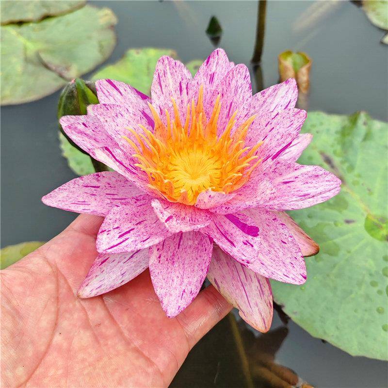 北星跨水亚属睡极莲池塘鱼缸水盆培植物TCV四季养莲花栽花卉睡莲