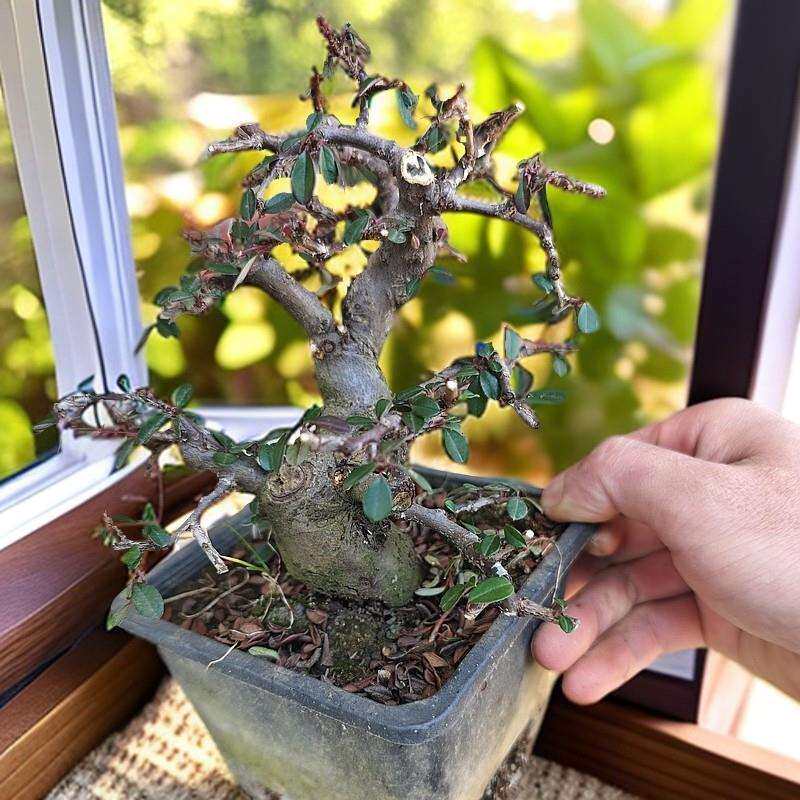 云南昭通白花荀子珍珠米叶四季常绿花卉绿植盆景基地直发火棘盆景