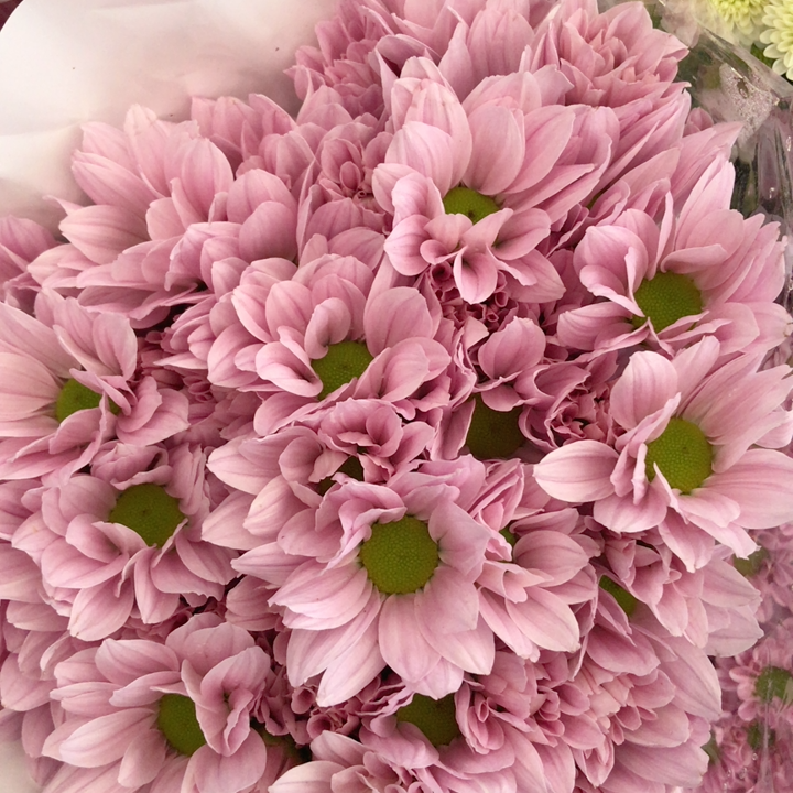 粉色三文鱼小雏菊10支左右,云南昆明斗南基地水养鲜切花,包邮