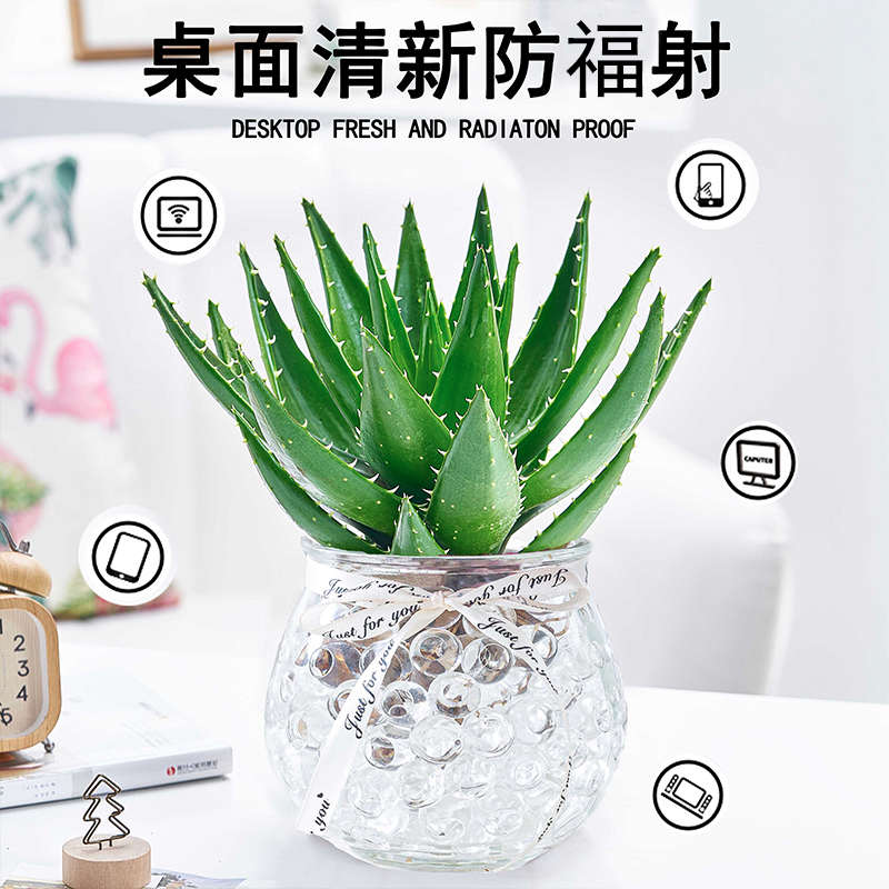 不夜城芦荟水培花卉多肉植物室内好养绿植盆栽办公室净化空气花