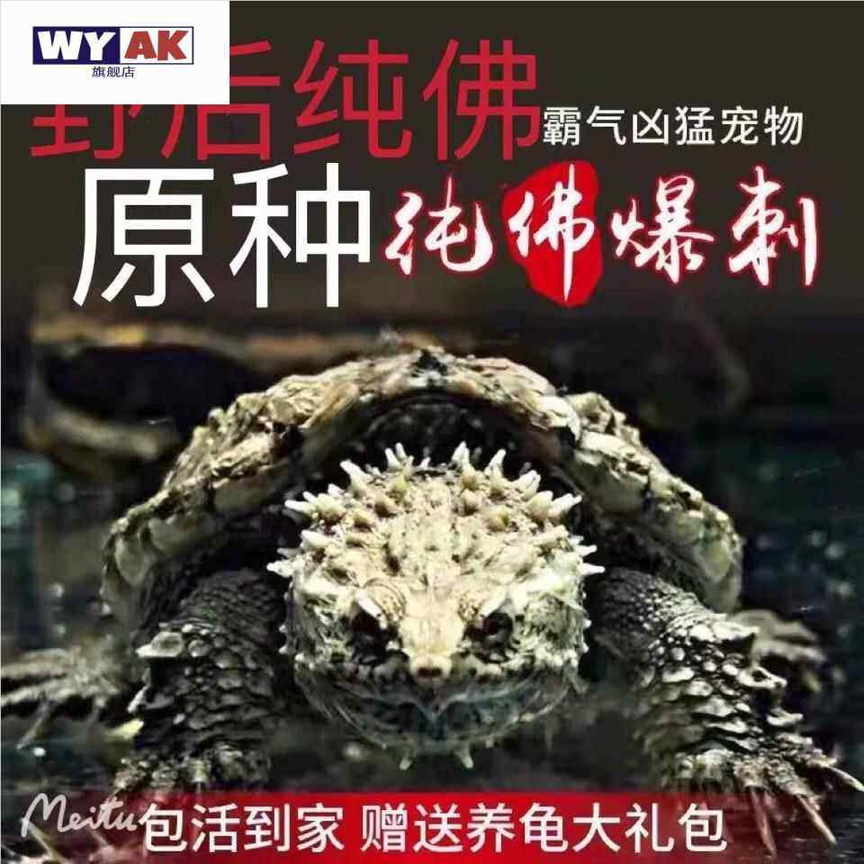 鳄鱼宠物鳄龟苗凶猛鳄龟纯佛鳄龟爆刺鳄龟国产佛杂佛观赏龟包邮图片