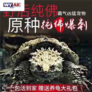 鳄鱼宠物鳄龟苗凶猛鳄龟纯佛鳄龟爆刺鳄龟国产佛杂佛观赏龟包邮