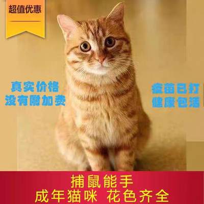 中华田园猫活物青年猫成年捕鼠猫咪狸花猫奶牛猫三花猫土猫家猫活