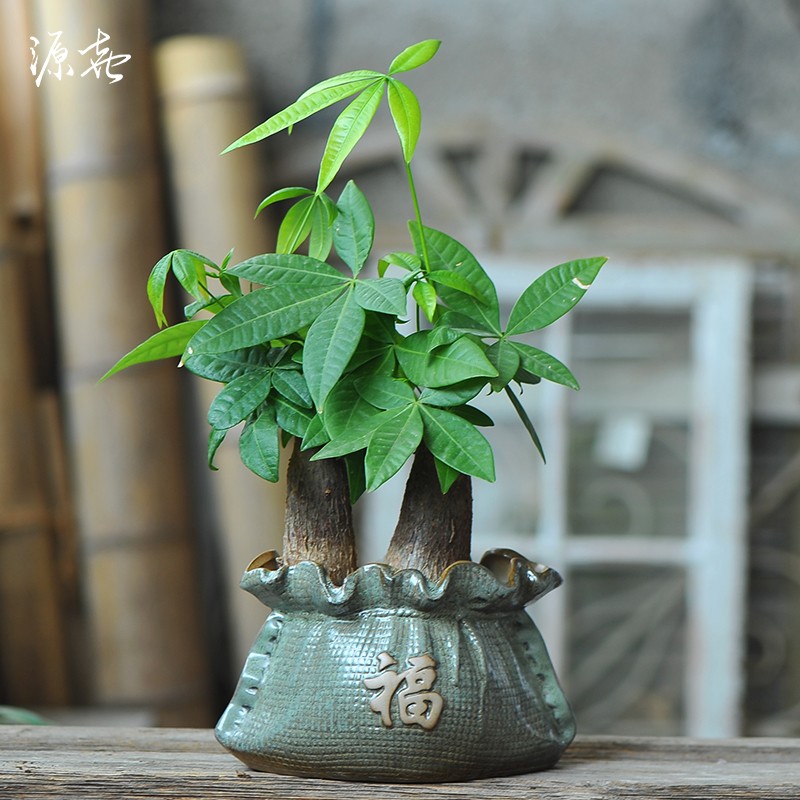 发财树花盆陶瓷 君子兰福袋盆蝴蝶兰中国风创意专用盆 粗陶兰花盆