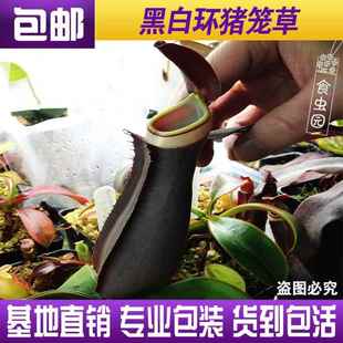 包邮 食虫植物食虫草捕虫草驱蚊草趣味绿植盆栽 黑白环猪笼草