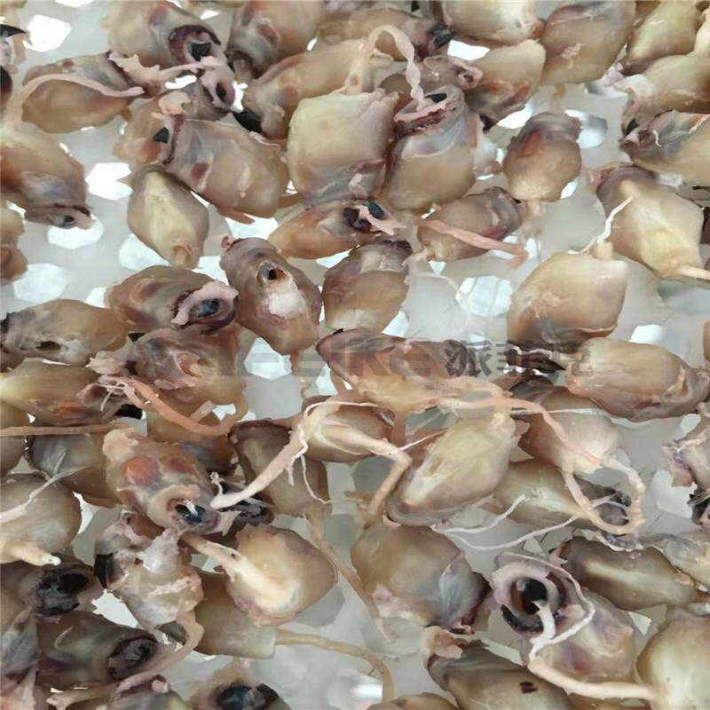 浙江鱿鱼嘴热泵烘干机 鱿鱼头空气能烘干设备 乌贼嘴热风循环烘箱
