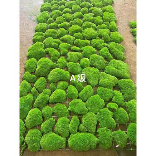 仿真植物青苔苔藓鹿角藓白发藓大灰藓室内造景装饰铺底面高端绿植