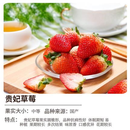 久草莓99盆栽丹东雪大苗室内阳台香四季食用兔草莓红颜苗奶油淡株