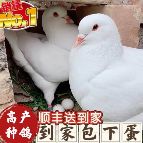 鸽子活一对公母大体落地王鸽种鸽元宝鸽下蛋繁殖观赏信鸽肉鸽幼鸽