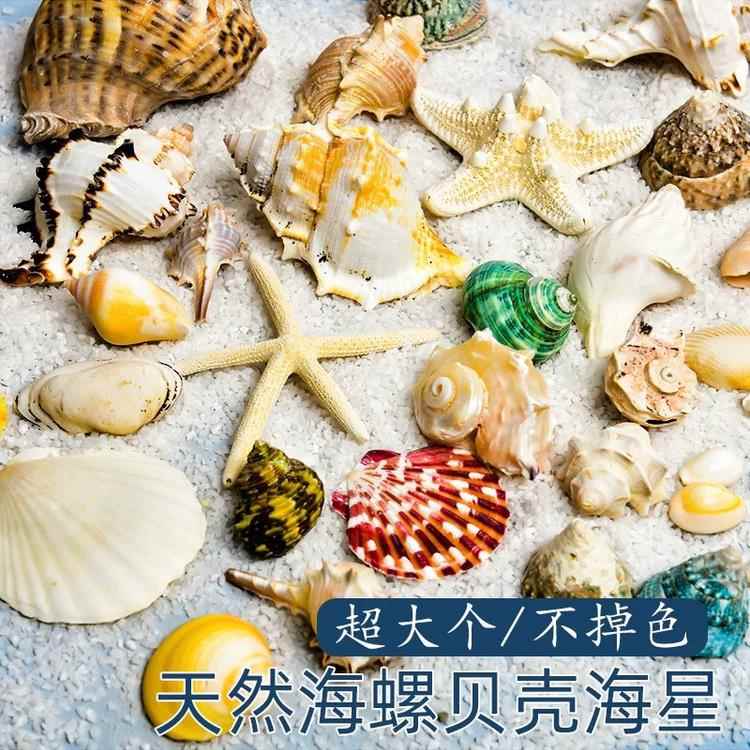 天然贝壳海螺海星海胆幼儿园diy手工贝壳相框鱼缸寄居蟹壳