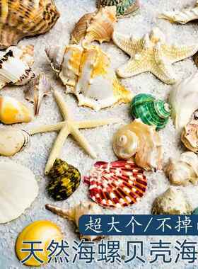 天然贝壳海螺海星海胆幼儿园diy手工贝壳相框鱼缸寄居蟹壳