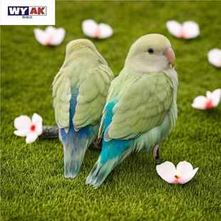 鹦鹉活鸟一公一母牡丹亲人粘人好上手活泼听话好养活适合手养的宠