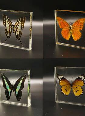 树脂蝴蝶昆虫标本透明diy小摆件幼儿园教学生物科普滴胶收藏摆件