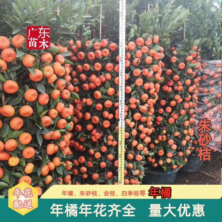 春节年桔盆栽年宵花盆栽过年年桔朱砂橘金桔年橘盆栽广州基地