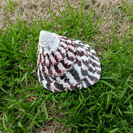 天然海螺贝壳珊瑚马蹄螺，夜光塔螺荧光银色，钟螺收藏摆件