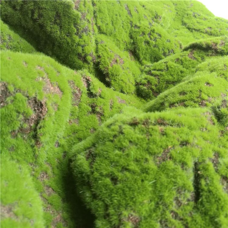 仿真假苔藓草皮多肉组合盆栽打底草皮微景观玻璃橱窗装饰青苔草皮