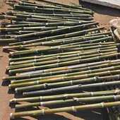 厂家批发竹扫把原材料金枝竹苗环卫学校工厂扫帚条毛竹落叶老枝户