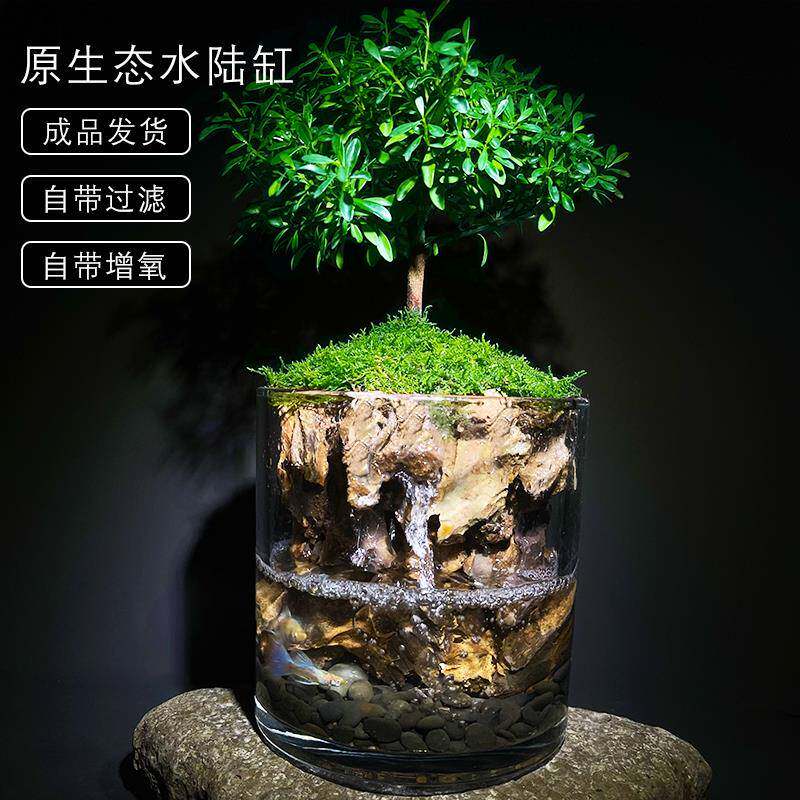 养鱼龟水陆缸苔藓赤楠缸办公室客厅盆栽礼品植物桌面微景缸水族缸