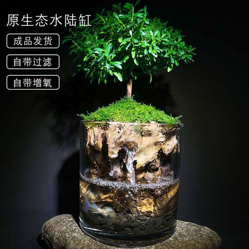 养鱼龟水陆缸苔藓赤楠缸办公室客厅盆栽礼品植物桌面微景缸水族缸