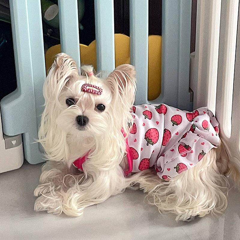宠物衣服小型犬公主裙连衣裙猫咪狗衣服泰迪法斗比熊春夏狗狗裙子