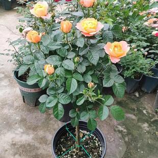 棒棒糖型树状月季果汁阳台金丝雀树型月季苗阳台庭院地栽花卉盆栽