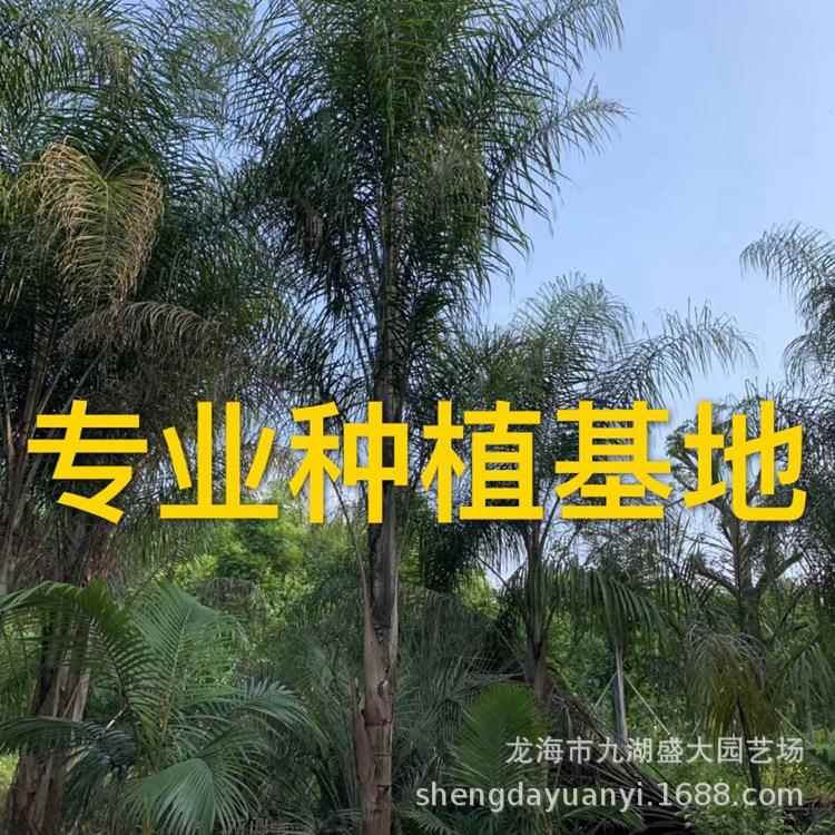 福建皇后葵 四川金山葵 贵州皇后葵报价云南金山葵树价格