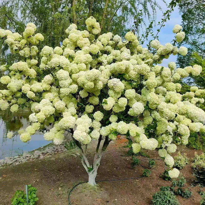 中华木绣球斗球木本植物苗2公分庭院别墅绿植景观花灌木绣球园林