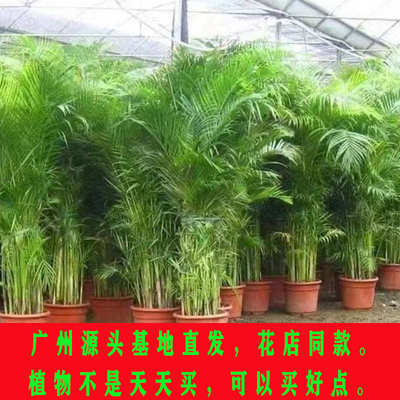 散尾葵绿植客厅室内大型盆栽办公室天堂鸟落地式大号凤尾竹真花卉