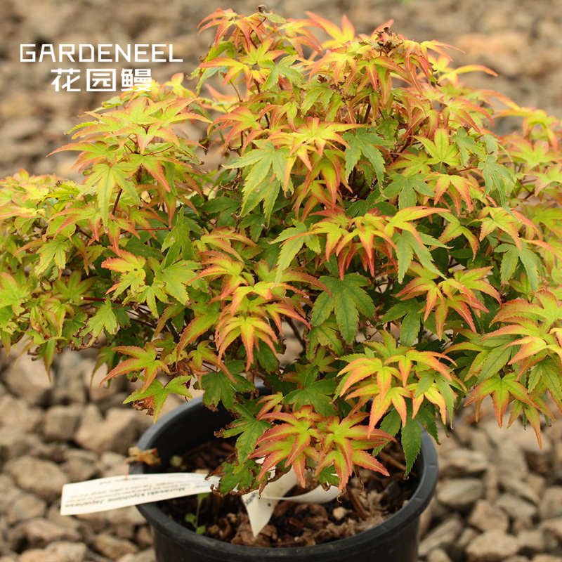 【日本枫树】紫清姬青姬紧凑红枫耐阴小乔木日式庭院阳台花园盆栽