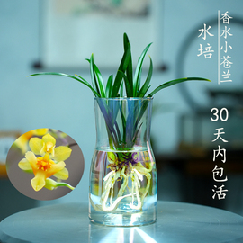 水培香水小苍兰兰花苗，室内植物浓香，四季建花卉耐寒植物冬季带花苞