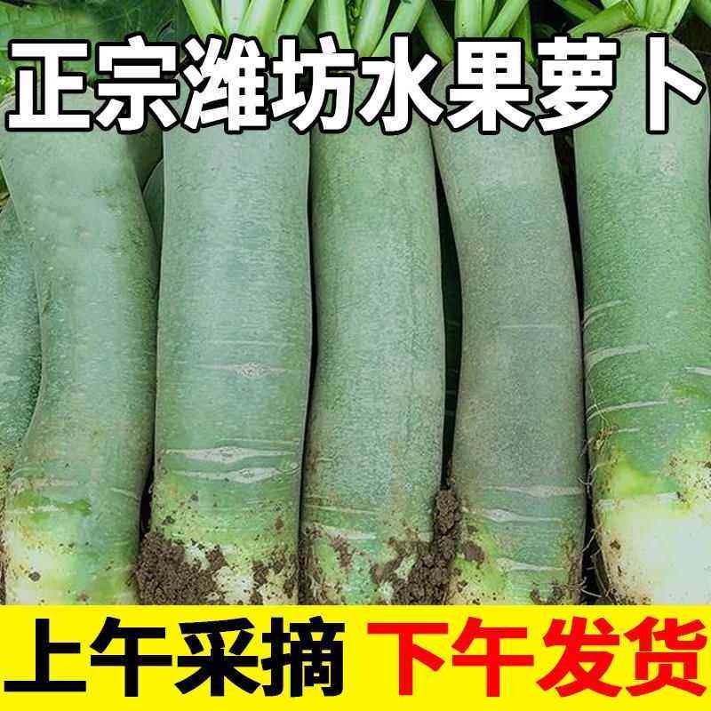 水果萝卜新鲜甜脆水果型山东潍坊特产青萝卜生吃即食绿沙窝罗卜,水产肉类/新鲜蔬果/熟食,萝卜/胡萝卜,淘宝优惠券,粉丝福利购,淘宝优惠卷