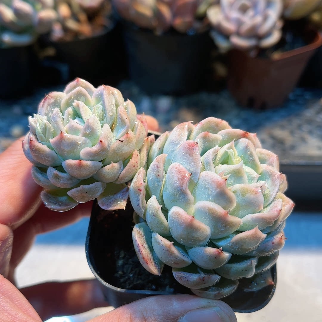 16多肉38包邮雅典娜7