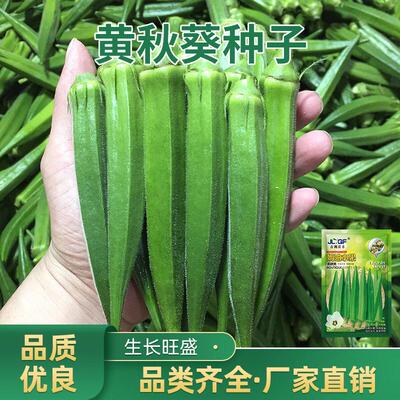Yellow okra seeds, green okra seeds, easy to plant in sprin