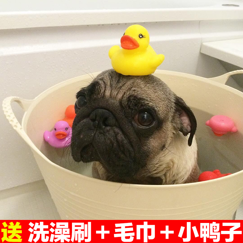 巴哥澡盆法斗宠物澡盆狗浴盆猫洗澡盆小型犬洗浴盆狗窝玩具收纳桶