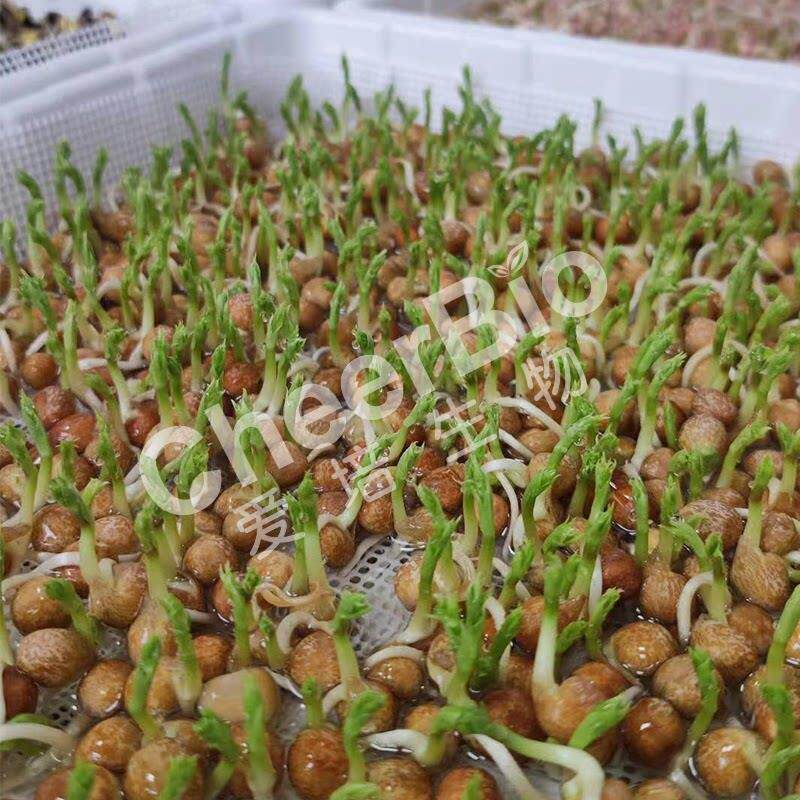 水培育苗盘芽苗菜种植蔬菜蔬果食品级PP材质优质果盘沥水盘