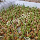 水培育苗盘芽苗菜种植蔬菜蔬果食品级PP材质优质果盘沥水盘