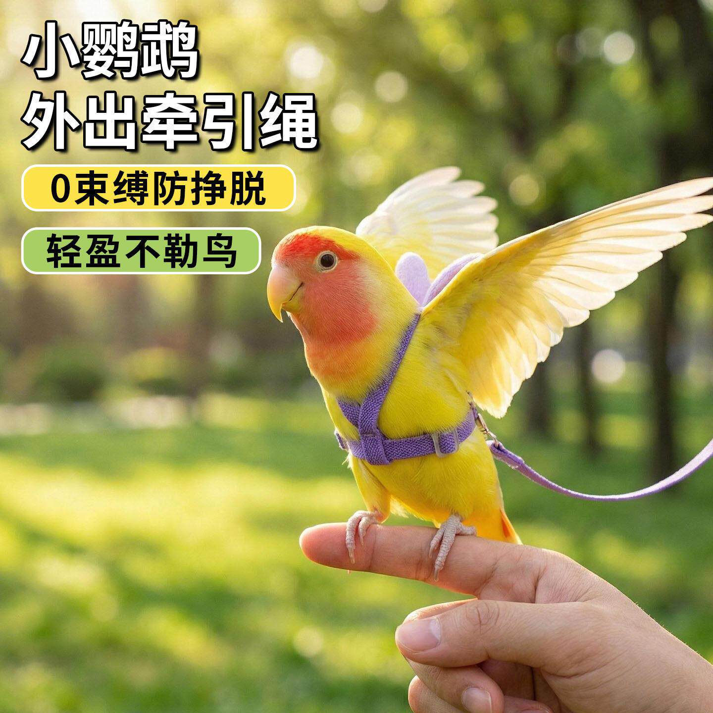 小鹦鹉外出牵引绳放飞遛鸟绳神器虎皮牡丹玄凤专用超轻不伤脚背带