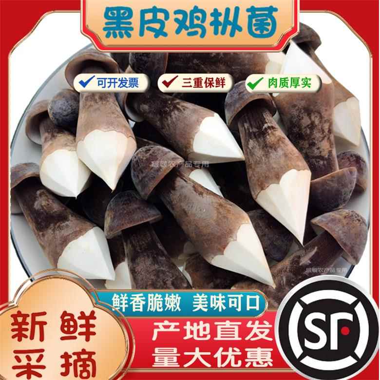 新鲜黑皮鸡枞菌500g非干货食用菌菇煲汤火锅餐饮酒店食材原材料
