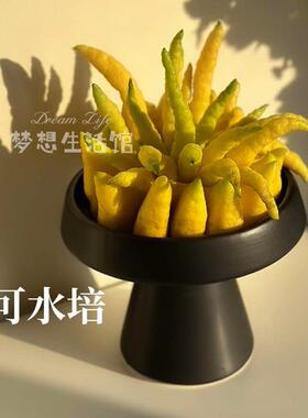 佛手柑摆件客厅摆放摆盘香橼托盘器皿观赏简约托盆容器陶瓷花瓶