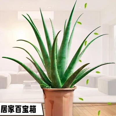 好养芦荟盆栽大颗绿植盆栽芦荟食用库拉索美容芦荟苗植物灌肤药用