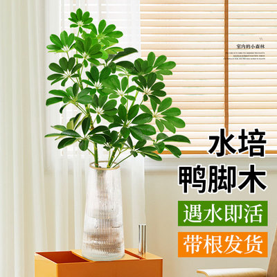 水培植物鸭脚木室内客厅办公室绿植马醉木好养八方来财鸭掌木盆栽