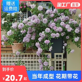 蓝色阴雨粉龙沙宝石蔷薇，花苗藤本月季，爬藤植物四季开花卉盆栽玫瑰