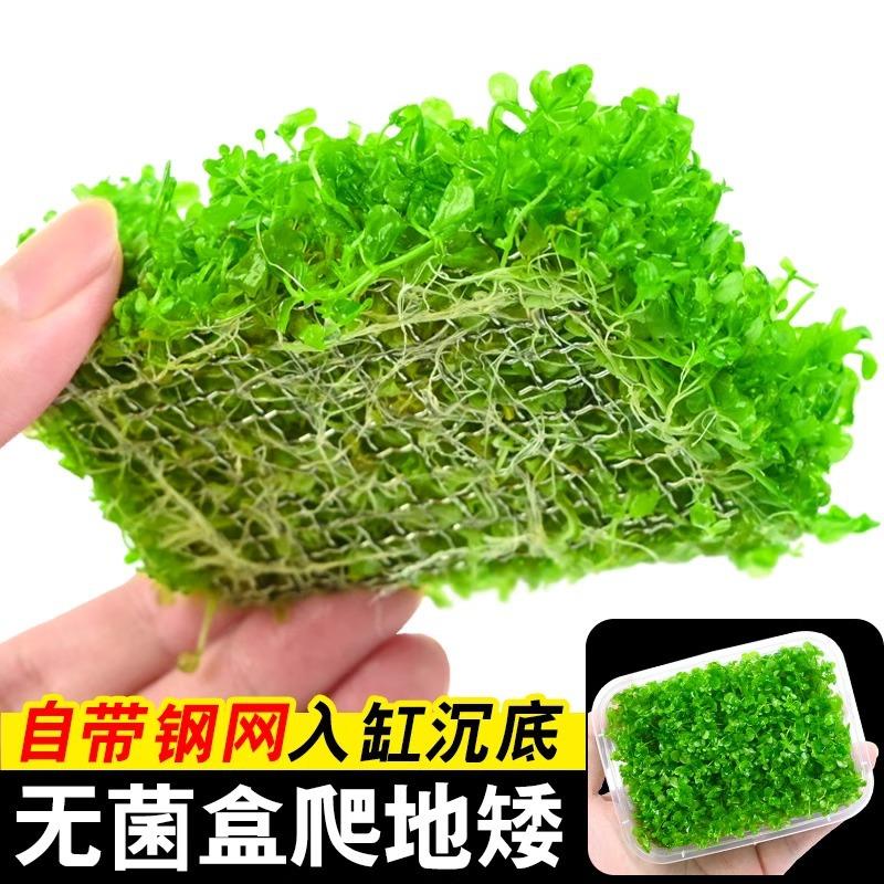 无菌盒爬地矮珍珠水草植物趴地矮鱼缸草坪专用无菌杯阴性水草