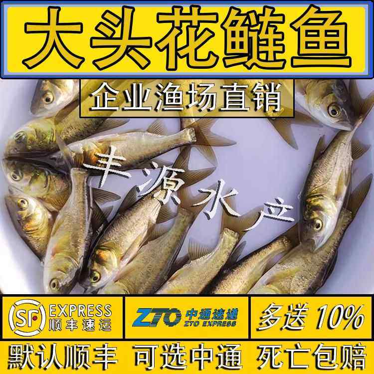 花鲢鱼苗淡水养殖超大鲢鳙胖头鱼活体大花鲢大头鱼苗半斤鲢鳙鱼苗,宠物/宠物食品及用品,观赏鱼饲料,淘宝优惠券,粉丝福利购,淘宝优惠卷