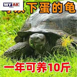 罕见宠物陆地巨型草龟吃菜龟活物特大乌龟中华小乌龟龟苗大型大只