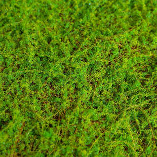 植物墙仿真苔藓绿色假苔藓青苔微景观盆景造景装饰材料草坪草皮
