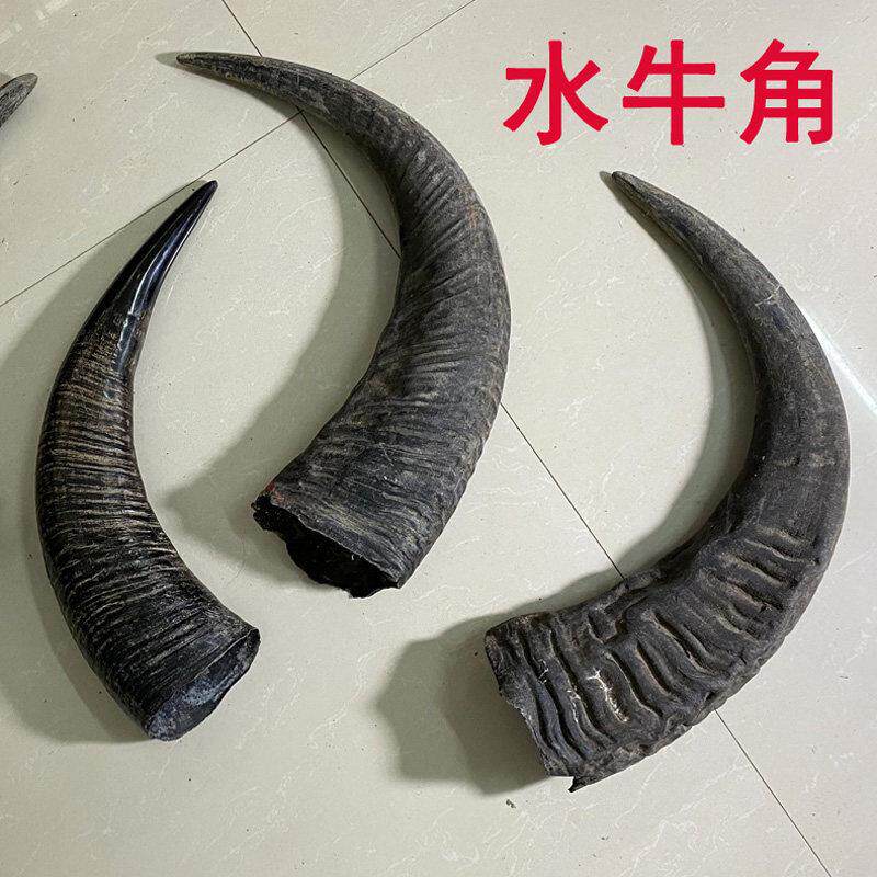 天然黑水牛角原材料手工艺品雕刻印章刀柄手串佛珠号角未加工原料