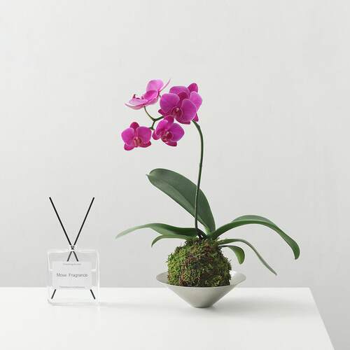 蝴蝶兰盆栽带花植物花卉室内客厅苔藓球特级兰花鲜花盆景四季好养