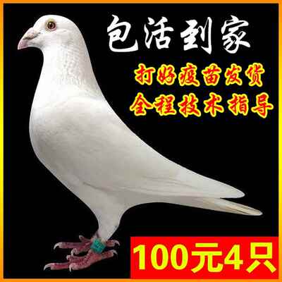 白色信鸽活苗鸽子活一对公母肉鸽种鸽幼鸽纯种鸽苗小鸽宠物鸟活体